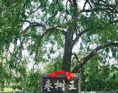 茌平棗鄉(xiāng)生態(tài)園